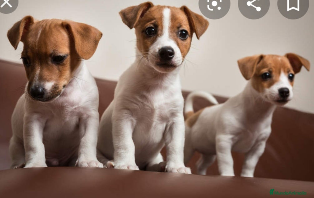 Jack Russell Terrier perros Jack russel - Anuncio 1
