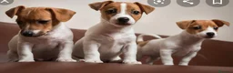 Jack Russell Terrier perros en venta: Jack russel - Anuncio 1