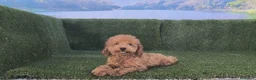 Caniche Enano perros en venta: Caniche enano - Anuncio 2