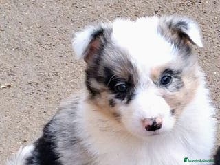 Border Collie perros Boder collie Parla - Anuncio 18