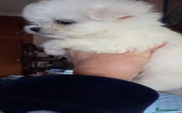 Bichón Maltés perros en venta: BICHÓN MALTES MINI - Imagen 2