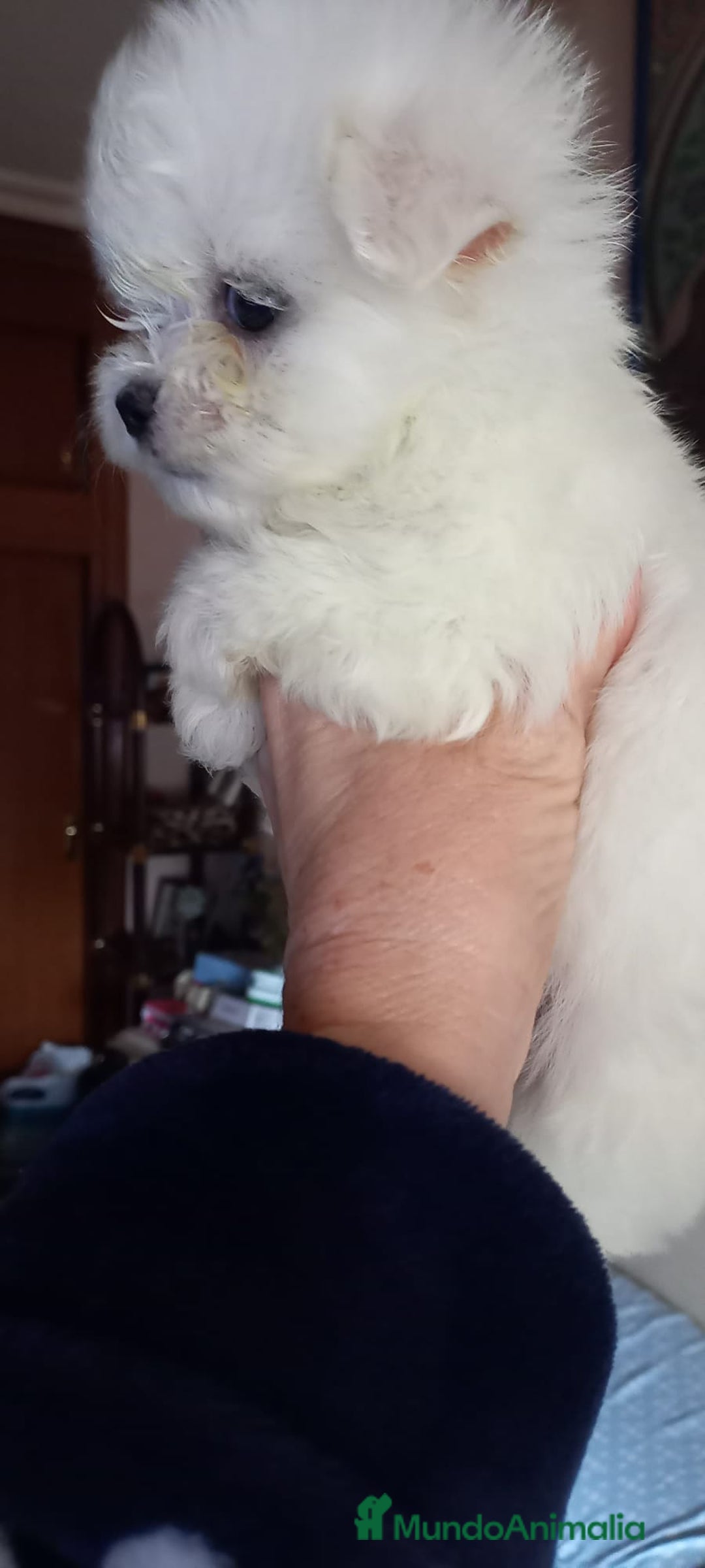Bichón Maltés perros en venta: BICHÓN MALTES MINI - Imagen 2