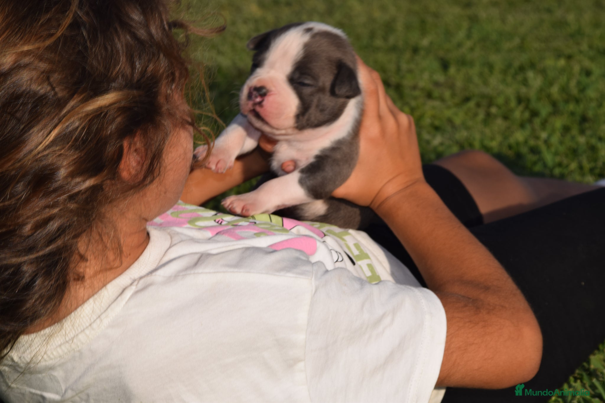 American Staffordshire-Terrier perros en venta: PEDIGREE AMERICAN STAFFORDSHIRE TERRIER BLUE  - Anuncio 25