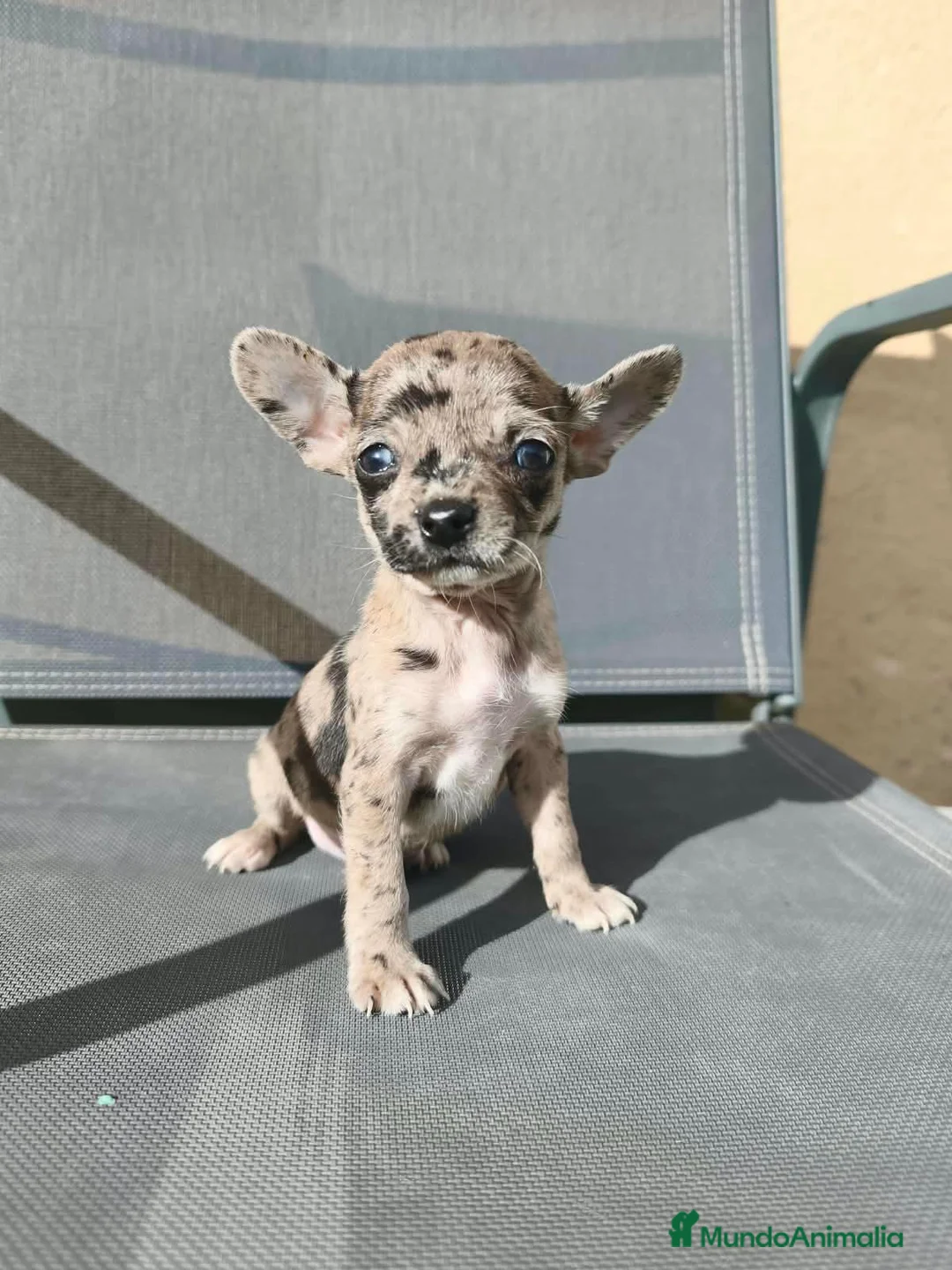 Chihuahua perros en venta: Precioso merle - Anuncio 2