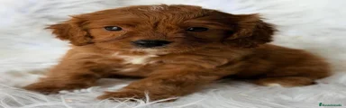 Cavapoo 1