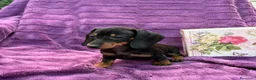 Teckel Miniatura perros en venta: Teckels Miniatura de calidad  - Anuncio 6