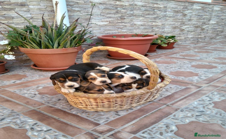 Beagle perros - Anuncio 10