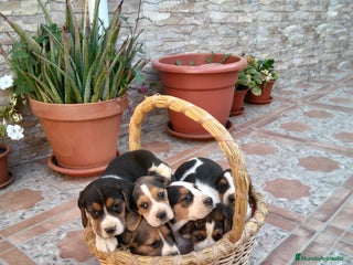 Beagle perros - Anuncio 17