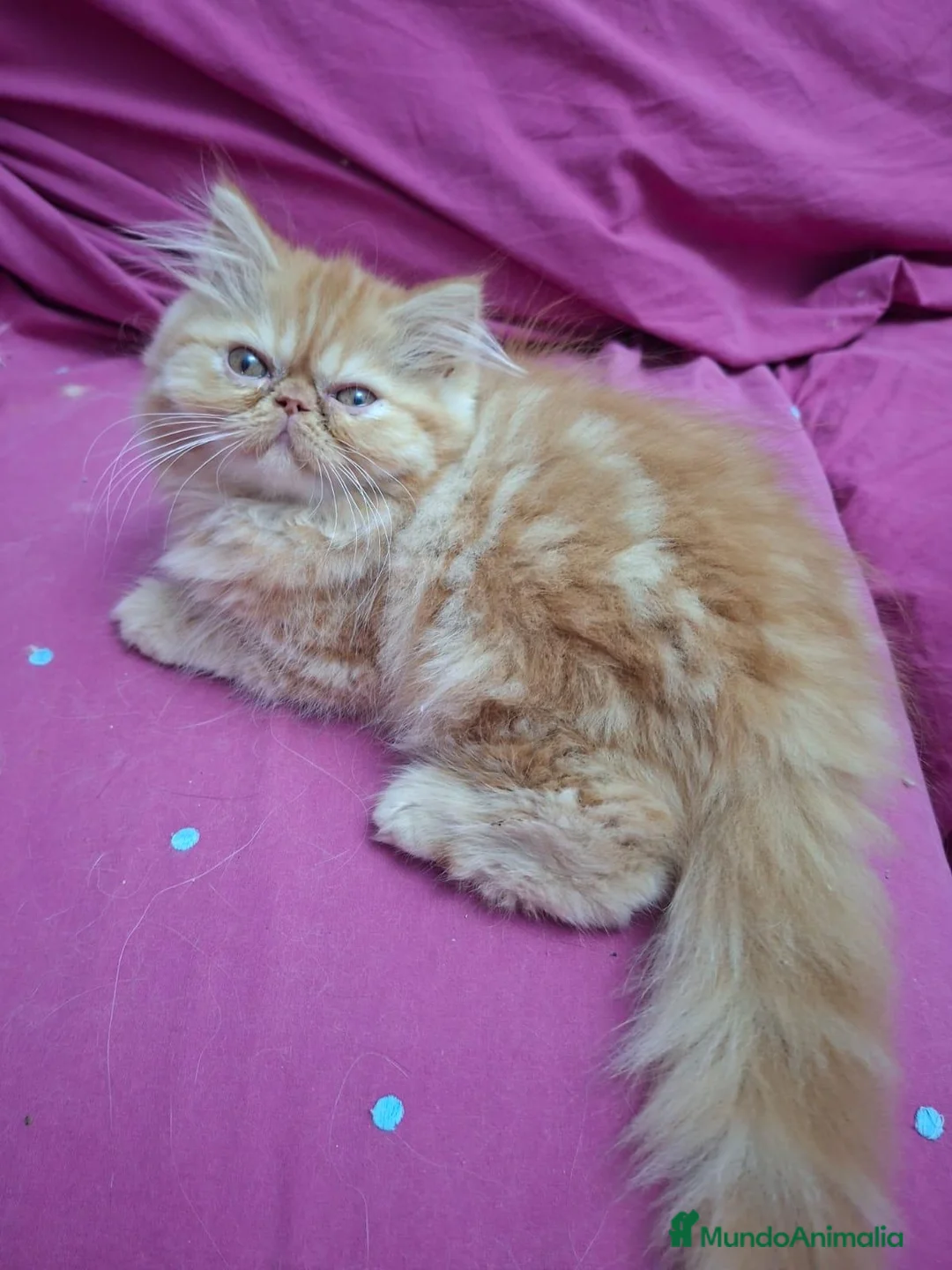 Persa gatos en venta: Persa en Sevilla - Anuncio 1