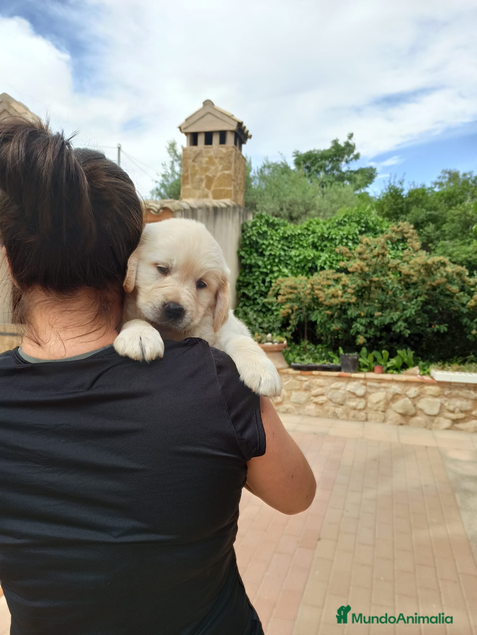 Golden Retriever perros Bonitos cachorro - Anuncio 2