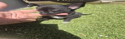 Chihuahua perros en venta: Chihuahua  - Anuncio 6