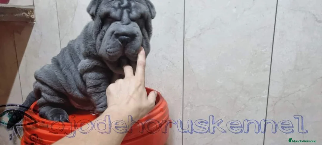 Shar Pei perros en venta: ‼️‼️Preciosa camada de minipeis  - Anuncio 4