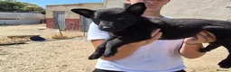 Pastor Belga Malinois perros en venta: Pastor belga melinoa NEGROS XL  maxima calidad - Anuncio 7