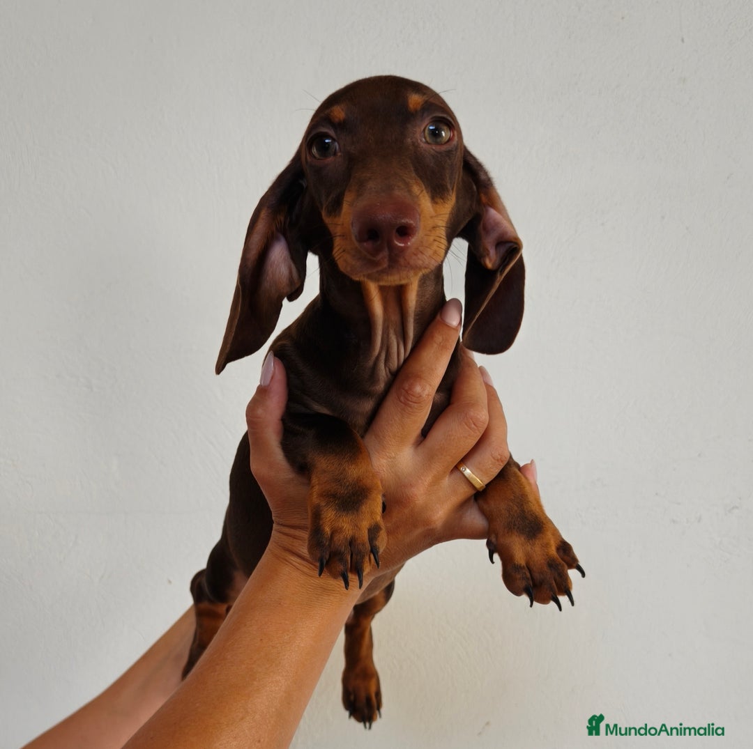 Teckel Miniatura perros en venta: Teckel chocolate  - Imagen 5