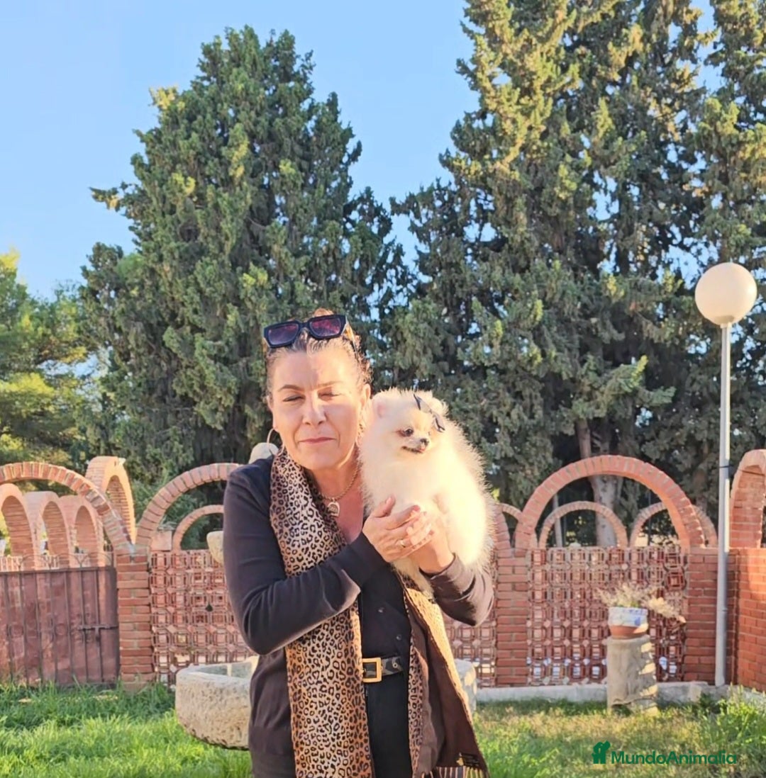 Pomerania perros en venta: HEMBRITA POMERANIA DIMINUTA  - Imagen 10