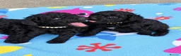 Caniche Toy perros en venta: Preciosos Cachorros Caniche Toy Negros - Anuncio 4