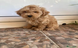 Caniche Toy perros en venta: CANICHE LISTO PARA ENTREGA 📲 - Imagen 1