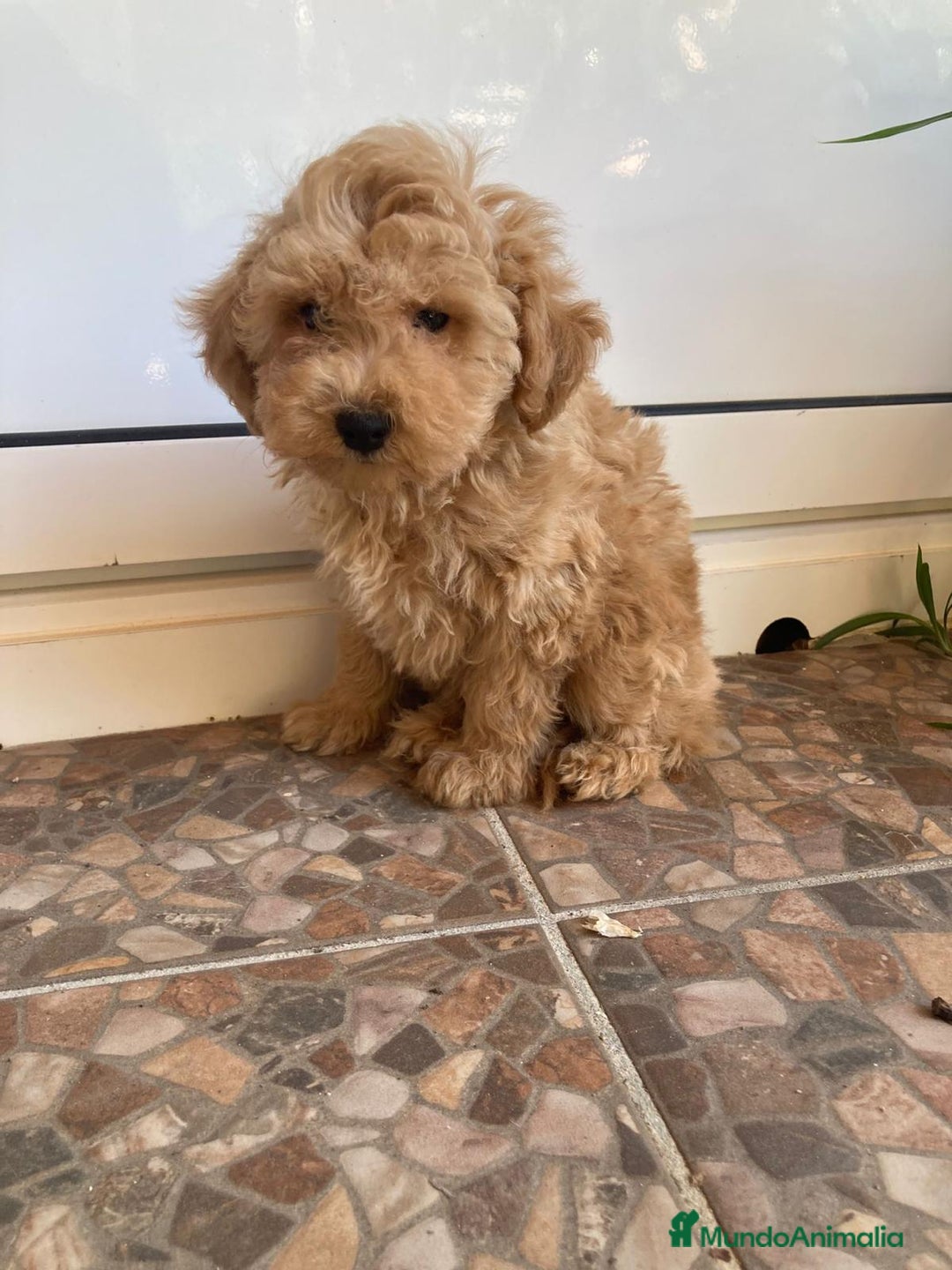 Caniche Toy perros en venta: CANICHE LISTO PARA ENTREGA 📲 - Imagen 1