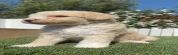 Perro de Agua Español perros en venta: PERRO DE AGUA  - Anuncio 10