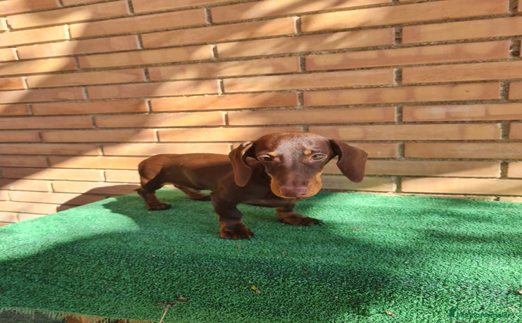 Teckel perros - Anuncio 2