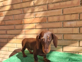 Teckel perros - Anuncio 22