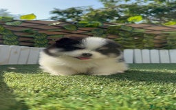 Pomerania perros en venta: POMERANIA HEMBRA - Imagen 6