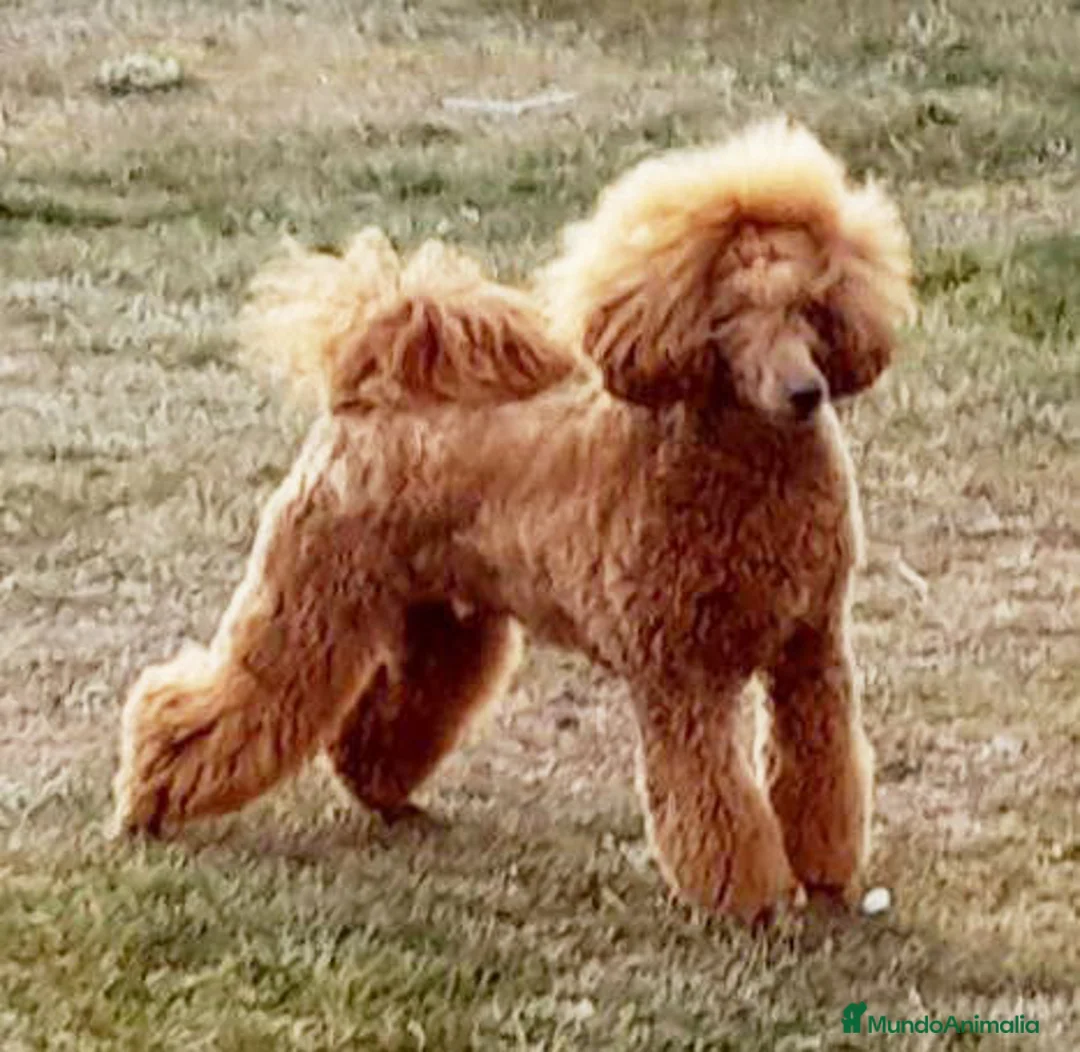 Imagen de galería {{count}}