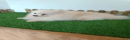 Pomerania perros en venta: Pomerania  - Anuncio 4