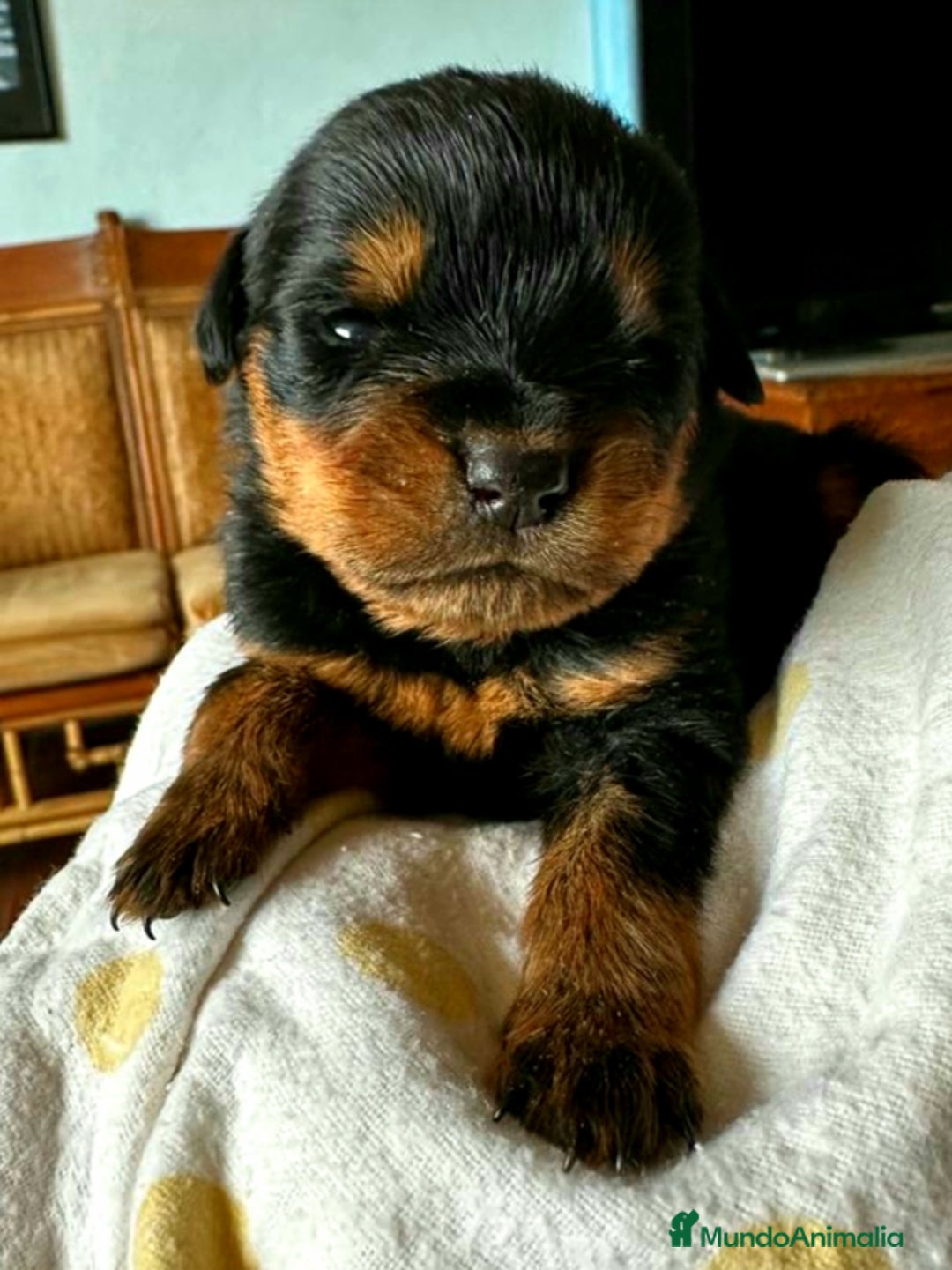 Rottweiler perros en venta: ROTTWEILER - Anuncio 9