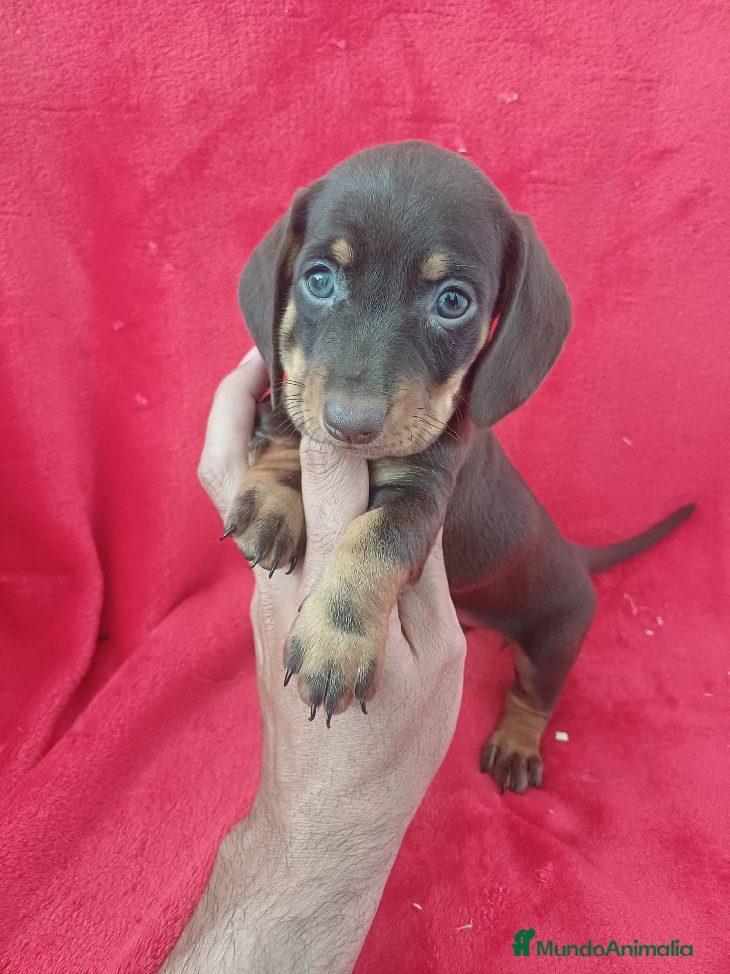 Teckel Miniatura perros Teckel Mini Chocolate  - Anuncio 1