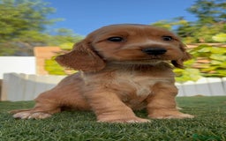 Cocker Spaniel Inglés perros en venta: COCKER SPANIEL INGLES - Imagen 1