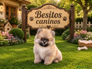 Pomerania perros Pomerañia toy - Anuncio 3