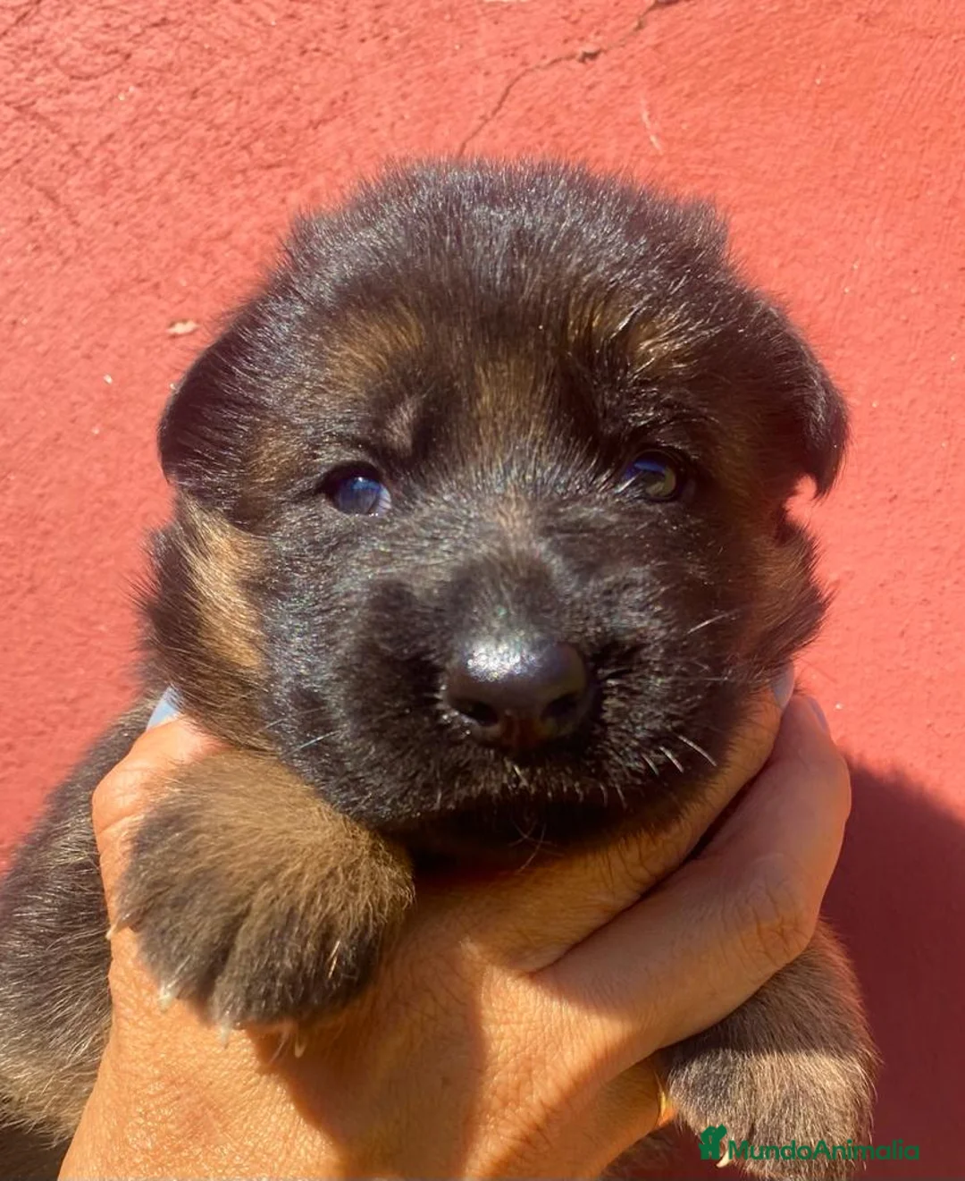 Pastor Alemán perros en venta: Pastor alemán cachorros venta Valencia en Valencia - Anuncio 4