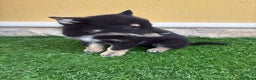 Perro Lobo de Saarloos perros en venta: Camada de Perro lobo Iberico impresionantes  - Anuncio 24
