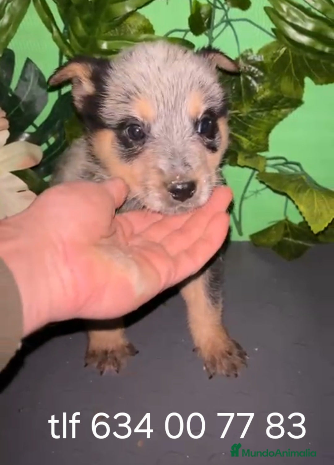 Pastor Australiano perros en venta: Nueva camada de boyero australiano  - Anuncio 3