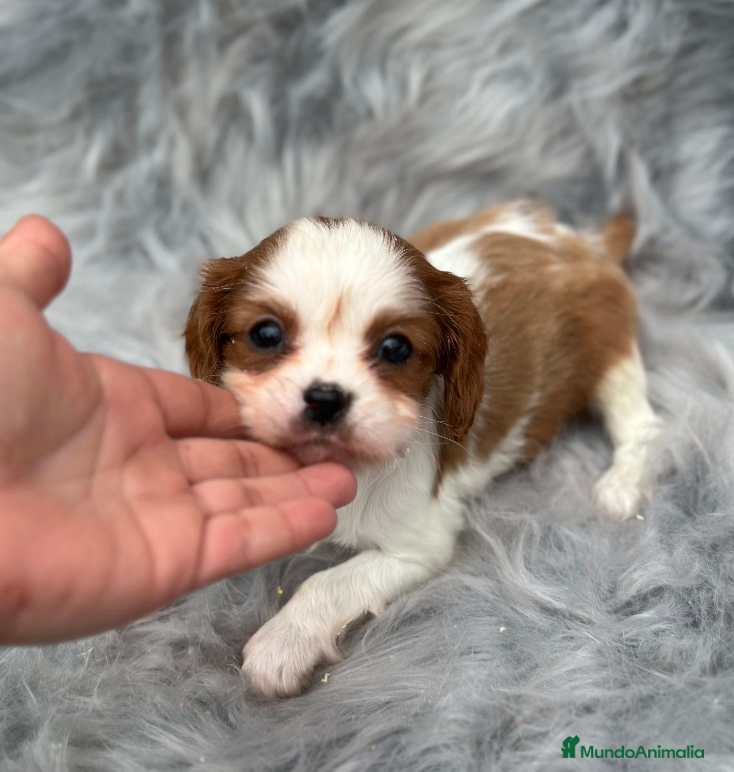 Cavalier King Charles Spaniel perros CAVALIER BLENHEIN MACHO DISPONIBLE en Barcelona - Anuncio 2