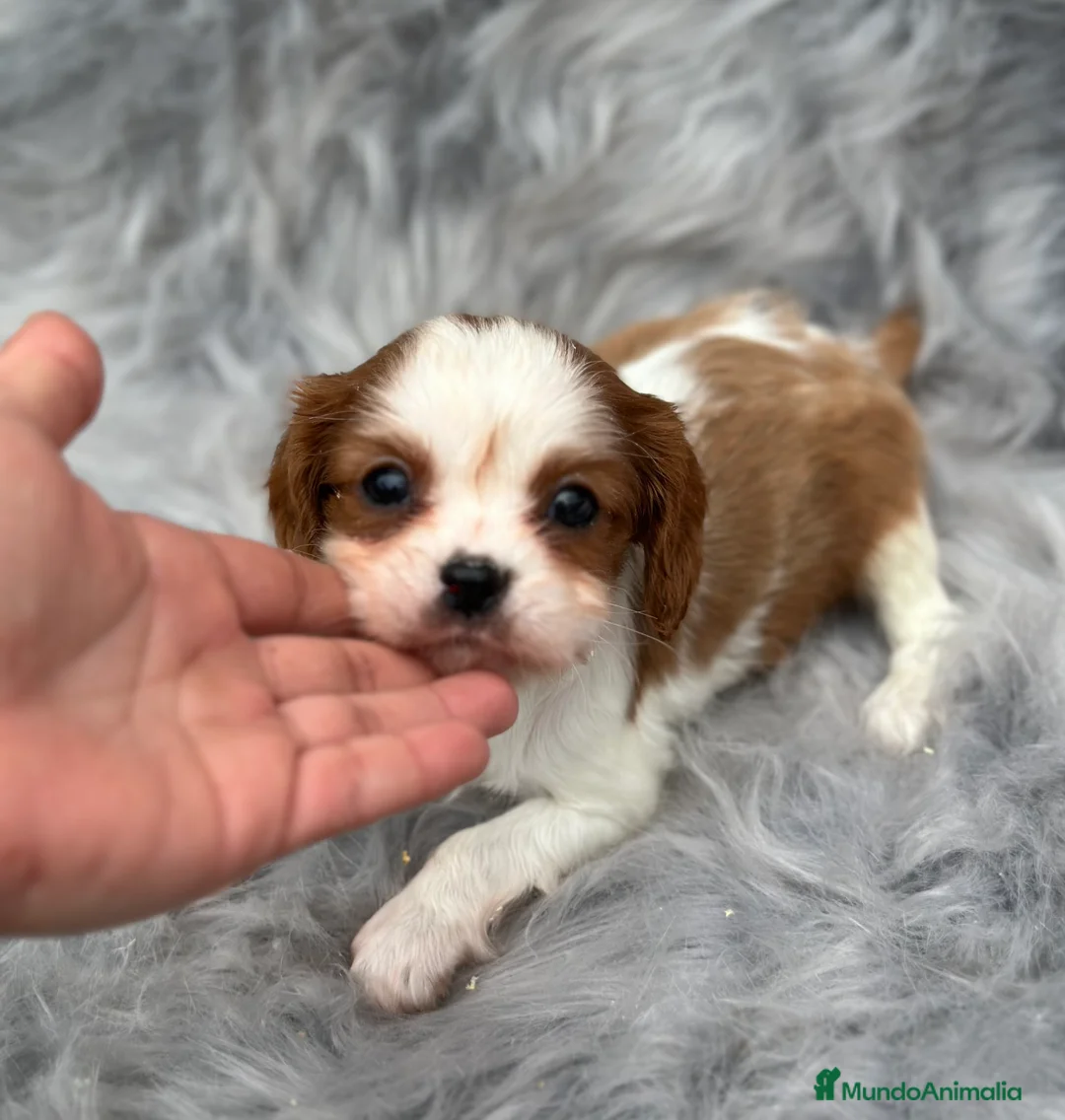 Cavalier King Charles Spaniel perros en venta: CAVALIER BLENHEIN MACHO DISPONIBLE en Barcelona - Anuncio 2