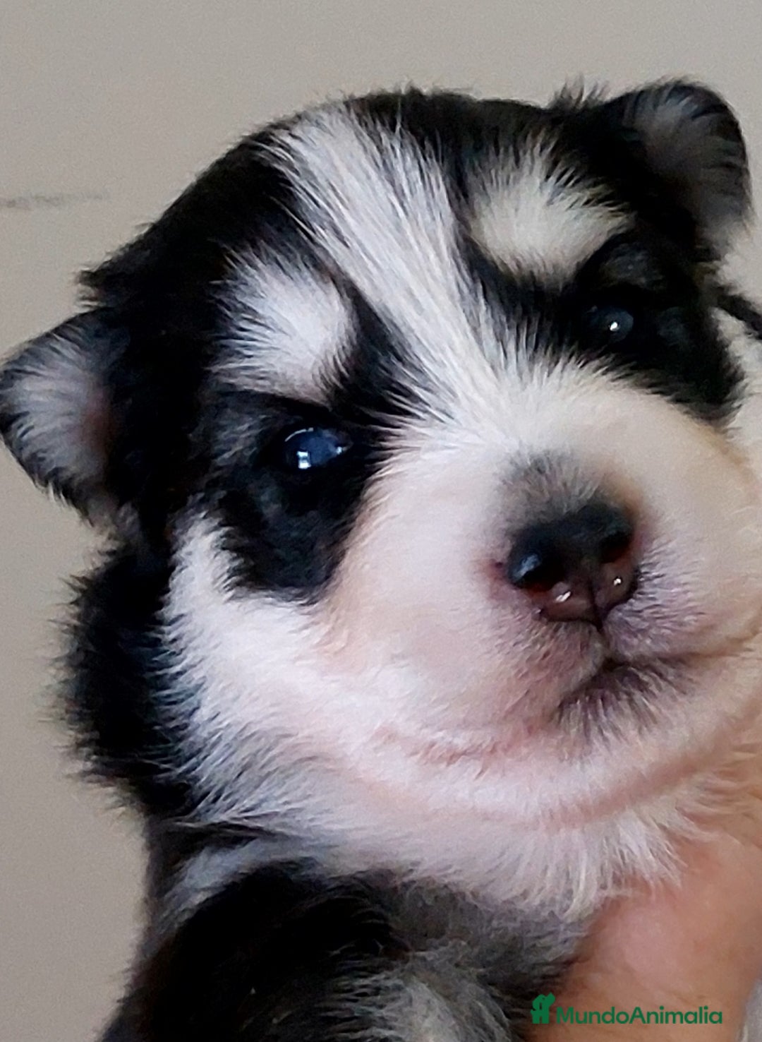 Pomsky perros en venta: Cachorros pomsky o mini husky - Imagen 6