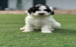 Perro de Agua Español perros en venta: Cacorros perro de ahua español - Imagen 4