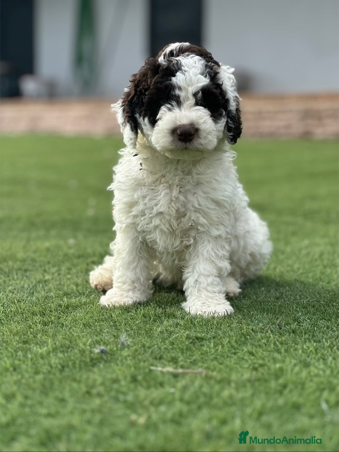 Perro de Agua Español perros en venta: Cacorros perro de ahua español - Imagen 4