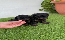 Caniche Toy perros en venta: CANICHTE TOY HEMBRA Mascotas del sur - Imagen 5