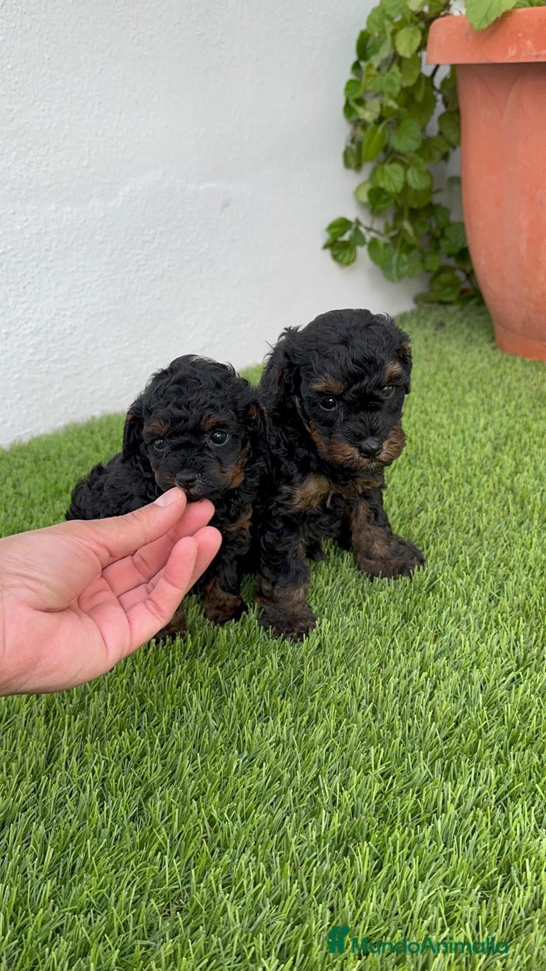 Caniche Toy perros en venta: CANICHTE TOY HEMBRA Mascotas del sur - Imagen 5