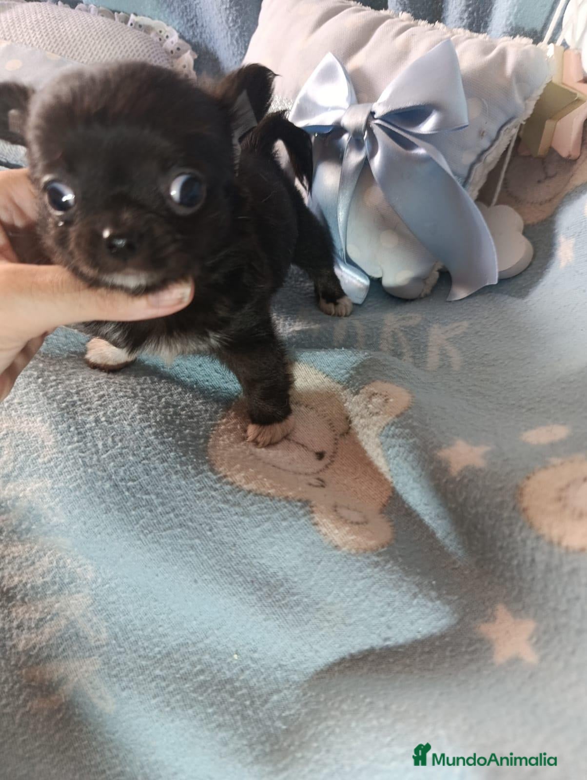 Chihuahua perros ‼️‼️PRECIOSA CAMADA DE CHIHUAHUAS TAMAÑO MINI - Anuncio 13