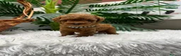 Caniche Toy perros en venta: CANICHE TOY - Anuncio 17