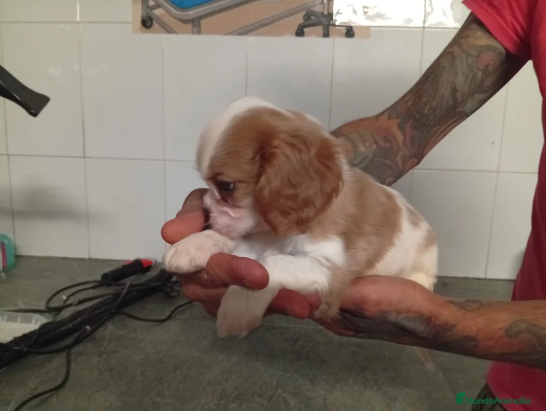 Cavalier King Charles Spaniel perros en venta: Cavalier - Anuncio 1