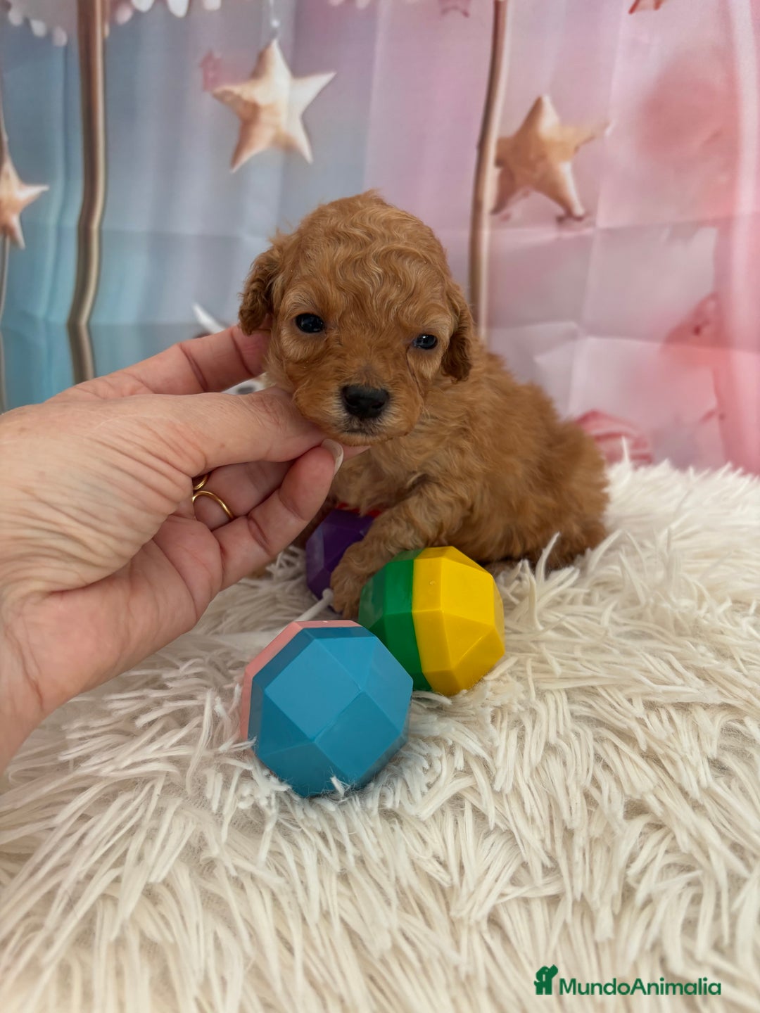 Caniche Toy perros en venta: Caniche Toy Apricot  - Anuncio 3