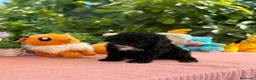 Perro de Agua Español perros en venta: Perro de aguas - Anuncio 6