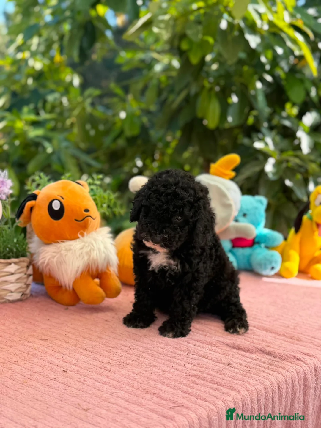 Perro de Agua Español perros en venta: Perro de aguas - Anuncio 6