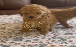 Caniche Toy perros en venta: Caniche toy rojos y apricot - Imagen 1