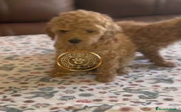 Caniche Toy perros - Anuncio 3
